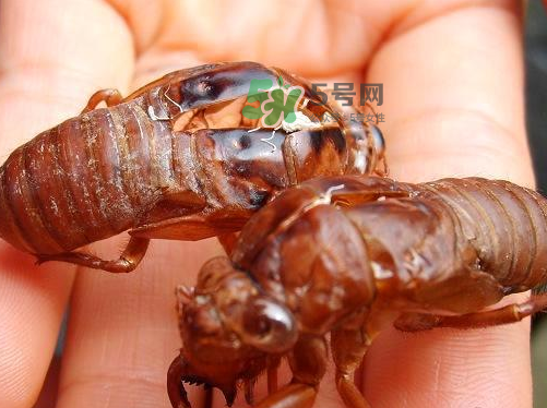 金蟬為什么這么貴？野生金蟬和養(yǎng)殖金蟬的區(qū)別