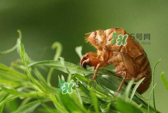 金蟬養(yǎng)殖需投資多少錢(qián)？養(yǎng)殖金蟬一畝收多少錢(qián)？