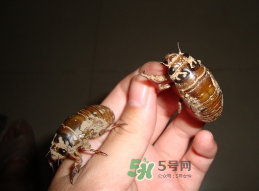 金蟬晚上幾點(diǎn)出來(lái)？金蟬為什么晚上出來(lái)？