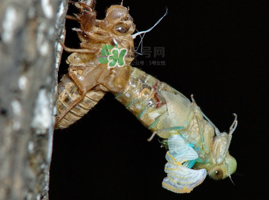 金蟬晚上幾點(diǎn)出來(lái)？金蟬為什么晚上出來(lái)？