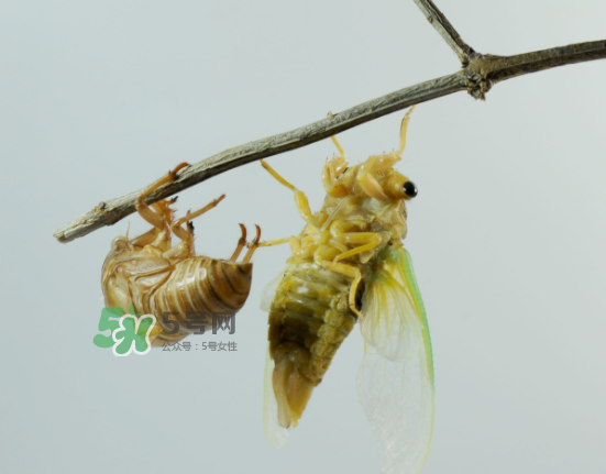 金蟬什么時(shí)候最多？金蟬什么時(shí)候沒(méi)有？