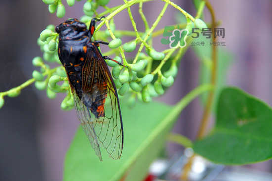 金蟬什么時(shí)候最多？金蟬什么時(shí)候沒(méi)有？
