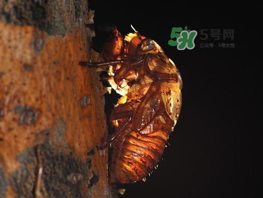 金蟬殼多少錢一斤？金蟬殼價(jià)格