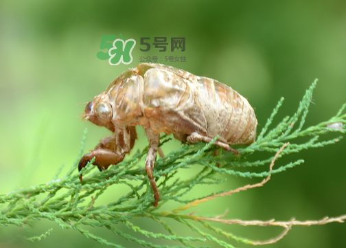 知了殼有什么藥用價值？知了殼的功效與作用