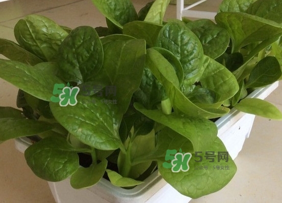 木耳菜怎么清洗？木耳菜怎么擇？