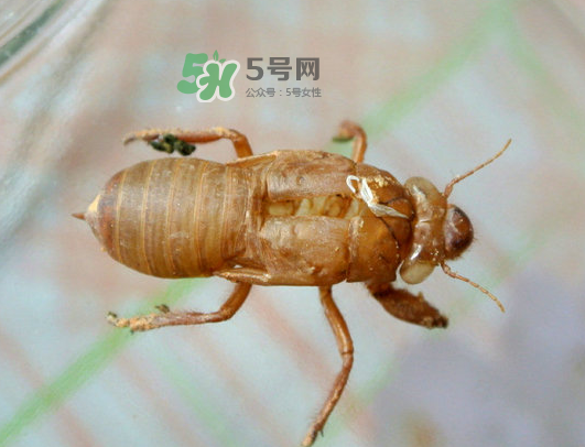 知了殼能能吃嗎？知了殼怎么吃？