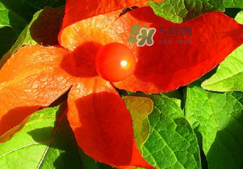 菇娘能多吃嗎？菇娘有什么營養(yǎng)價值
