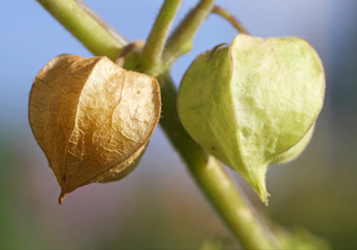 菇娘是寒性還是熱性？菇娘是哪里產(chǎn)的