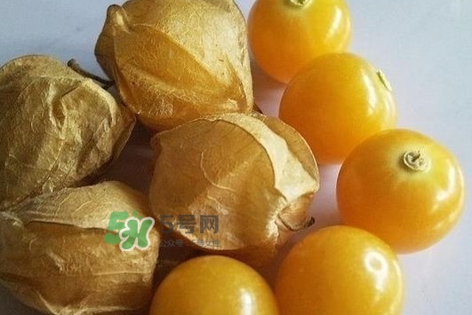 菇娘果皮有用還是果實有用？紅菇娘泡水喝用皮還是用果