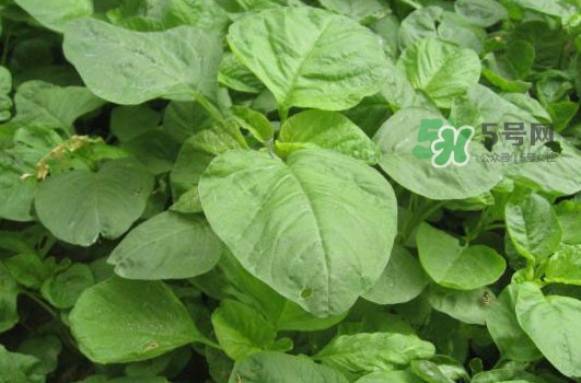 野莧菜怎么做好吃？野莧菜怎么保存