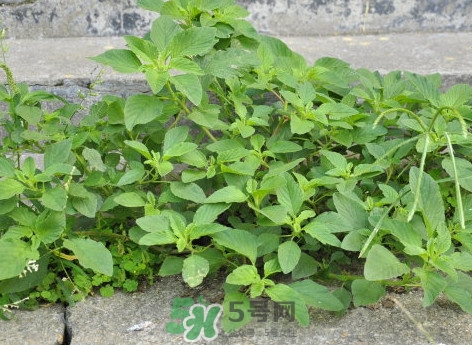 野莧菜什么人不能吃？野莧菜不能和什么一起吃