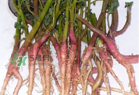 莧菜留根能長么？莧菜根為什么腌制前要水泡一整天