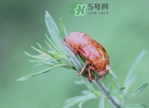 知了殼能治過敏性鼻炎嗎？知了殼可以治過敏性鼻炎嗎？