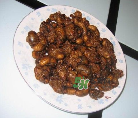吃金蟬過(guò)敏怎么辦？吃金蟬為什么會(huì)過(guò)敏？