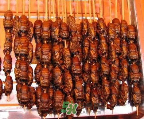 吃金蟬過(guò)敏怎么辦？吃金蟬為什么會(huì)過(guò)敏？