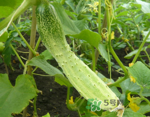 立秋可以種什么菜？立秋后可以種什么菜？