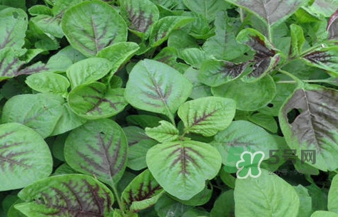 炒野莧菜要焯水嗎？野莧菜和山藥能在一起吃嗎