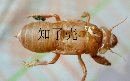 蟬殼多少錢一斤？蟬殼多少錢一斤2017？