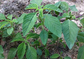 野莧菜孕婦能吃嗎？莧菜和野莧菜的區(qū)別