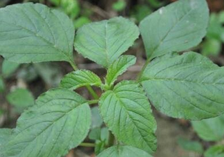 野莧菜有刺嗎？野莧菜和刺莧菜一樣嗎