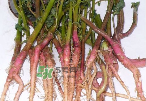 莧菜根要去除嗎？莧菜根怎么吃