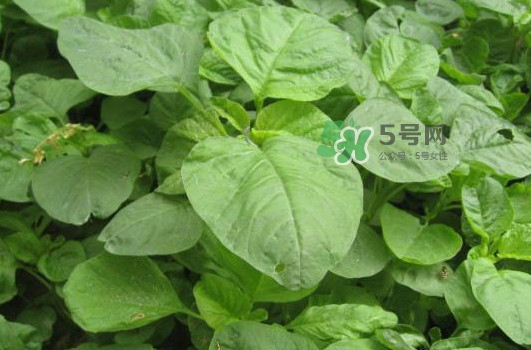 野莧菜孕婦能吃嗎？莧菜和野莧菜的區(qū)別