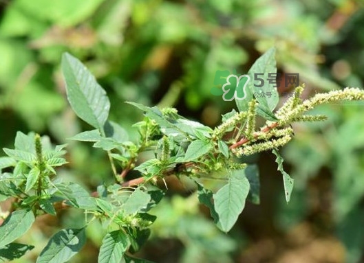 野莧菜有刺嗎？野莧菜和刺莧菜一樣嗎
