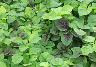 野莧菜有毒嗎？野莧菜怎么吃