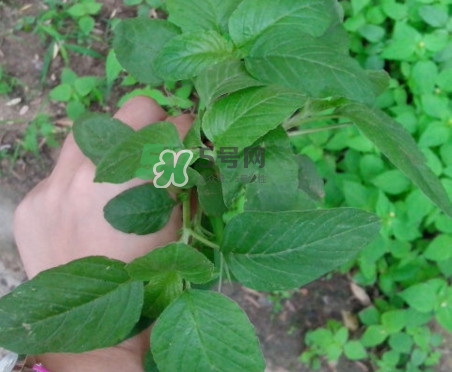 野莧菜有刺嗎？野莧菜和刺莧菜一樣嗎