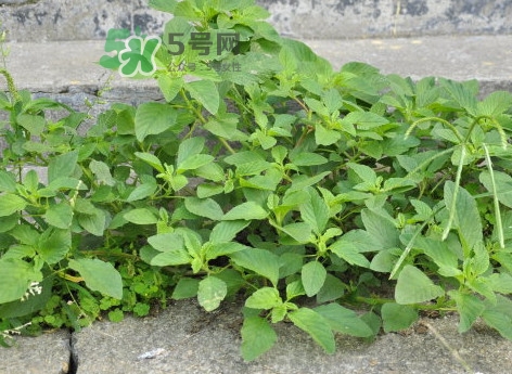 野莧菜怎么做好吃？野莧菜怎么保存