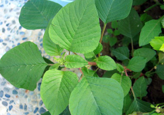 野莧菜什么人不能吃？野莧菜不能和什么一起吃
