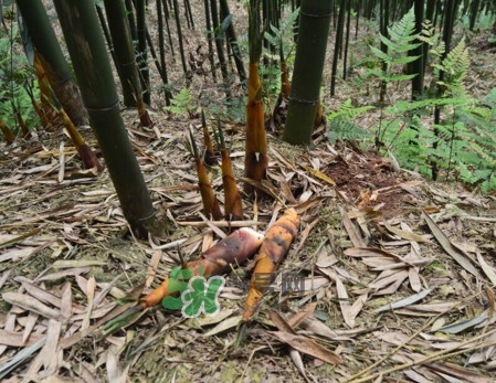 苦筍做法有哪些？苦筍怎么處理才不會(huì)苦