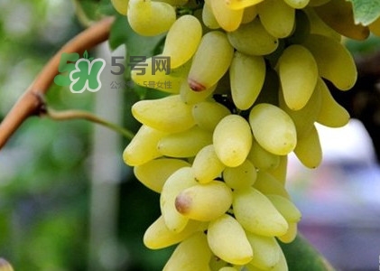 金手指葡萄是不是轉(zhuǎn)基因品種？美人指與金手指葡萄的區(qū)別
