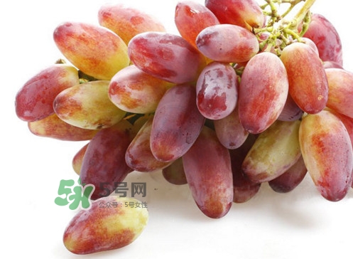 金手指葡萄是不是轉(zhuǎn)基因品種？美人指與金手指葡萄的區(qū)別