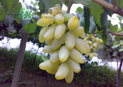 金手指葡萄是不是轉(zhuǎn)基因品種？美人指與金手指葡萄的區(qū)別