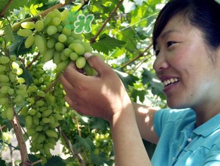 金手指葡萄到底有什么缺點(diǎn)？金手指葡萄什么時候成熟