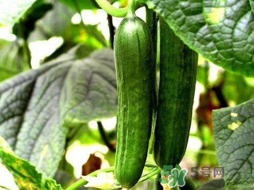 8月份能種黃瓜嗎？八月份能種黃瓜嗎？