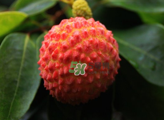 九月份還有荔枝嗎？荔枝幾月份沒有？