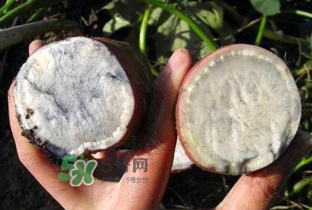 雜交水稻是不是轉(zhuǎn)基因？轉(zhuǎn)基因食品有哪些？