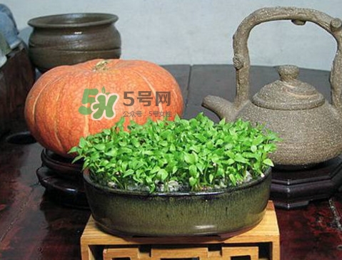 芭樂籽吃了會便秘嗎？芭樂的籽能種嗎