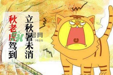 秋老虎熱嗎？末伏熱還是秋老虎熱？