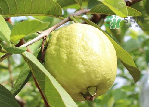 芭樂(lè)皮能吃嗎？芭樂(lè)皮可以吃嗎