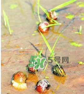 怎么殺死福壽螺寄生蟲(chóng)？福壽螺寄生蟲(chóng)怎么去除？