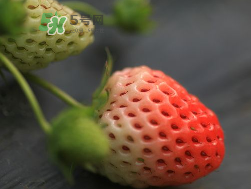 八月份還有草莓嗎？8月份還有草莓嗎？