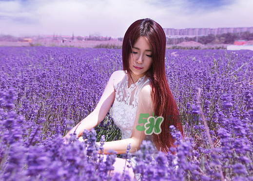 八月份還有薰衣草嗎？8月份還有薰衣草嗎？