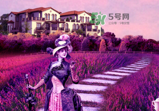 八月份還有薰衣草嗎？8月份還有薰衣草嗎？