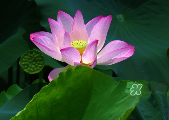 八月份還有荷花嗎？8月份還有荷花嗎？