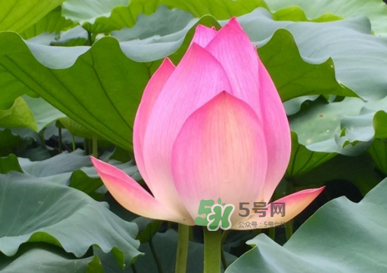 八月份還有荷花嗎？8月份還有荷花嗎？