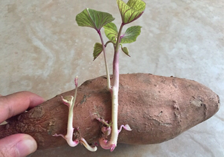 地瓜發(fā)芽了怎么種盆栽？拔絲地瓜怎么熬糖