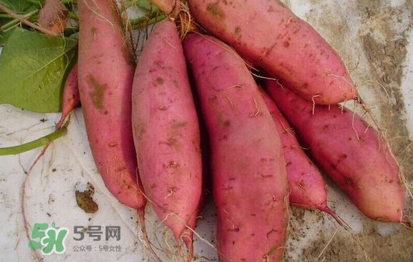 紅薯什么時(shí)候成熟？紅薯什么時(shí)候吃最好